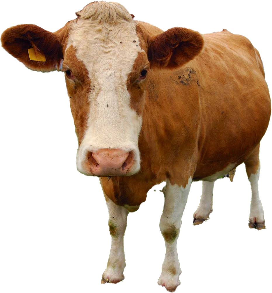 cow